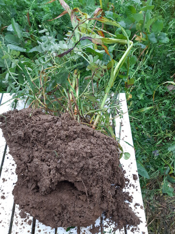 Dieser Boden vom Betrieb Ebert zeigt zwischen den dichten Pflanzenwurzeln feine Krümel.