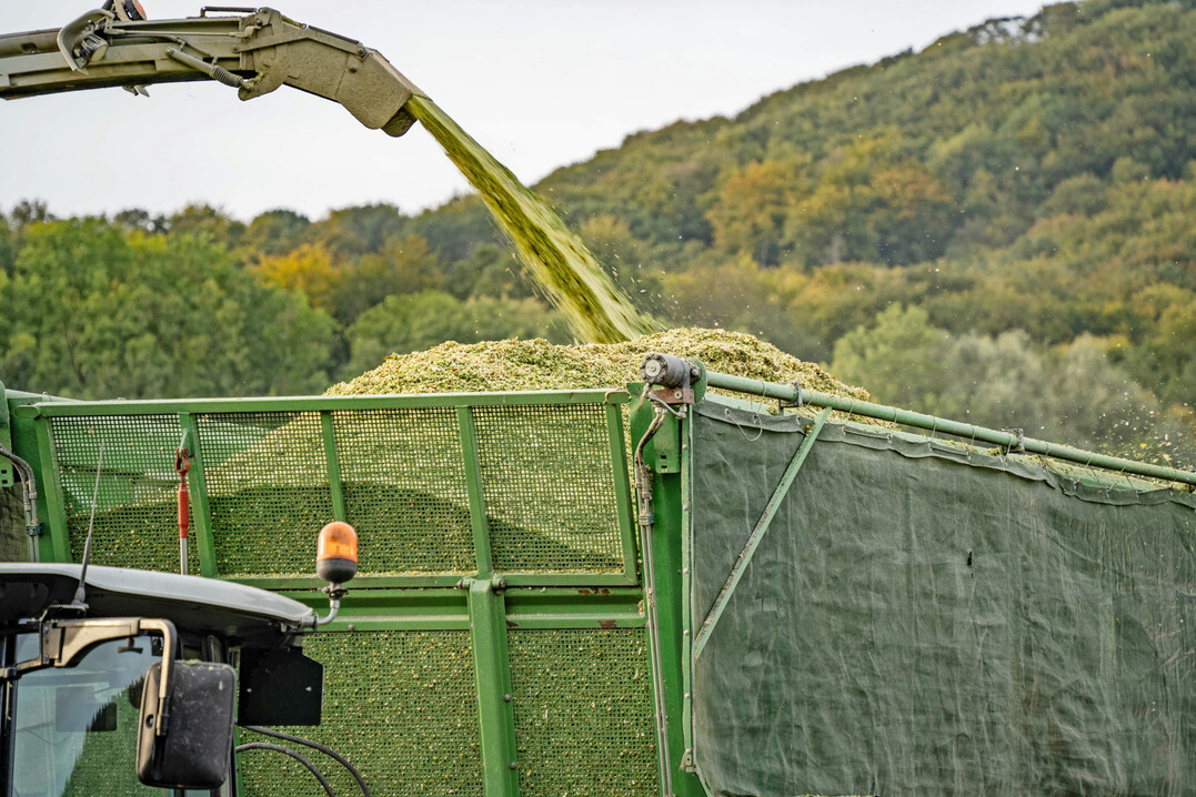 Während hohe Niederschläge im Juli und weitere Niederschläge im August die Getreideernte teils vor erhebliche Herausforderungen stellten, waren sie für den Mais und das Ernteergebnis ein Segen.