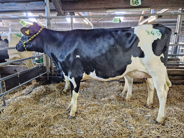 Begehrte Canitz-Tochter von Simon Knupfer.