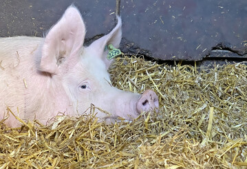 Muttersau liegt im Stroh. 