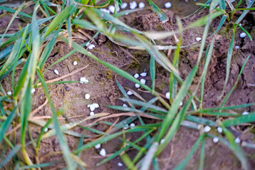 D�ngerk�rner auf jungem Weizen. Ertrag und Deckungsbeitrag zeigen bei h�heren D�ngermengen ein Plateau, w�hrend der Proteingehalt weiter steigt.