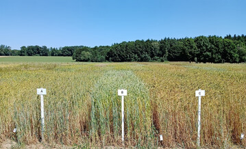 Die Kornerträge des Öko-Dinkels lagen 2025 deutlich über dem Vorjahr.