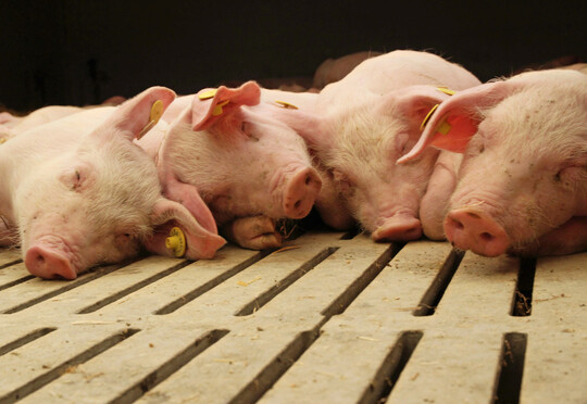 Der Bestand an Ferkeln und Jungschweinen ist bundesweit gewachsen. Das macht sich mit positiven Vorzeichen in der Statistik bemerkbar.