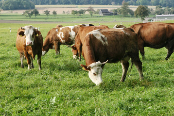 Fleckviehk�he auf der Weide.