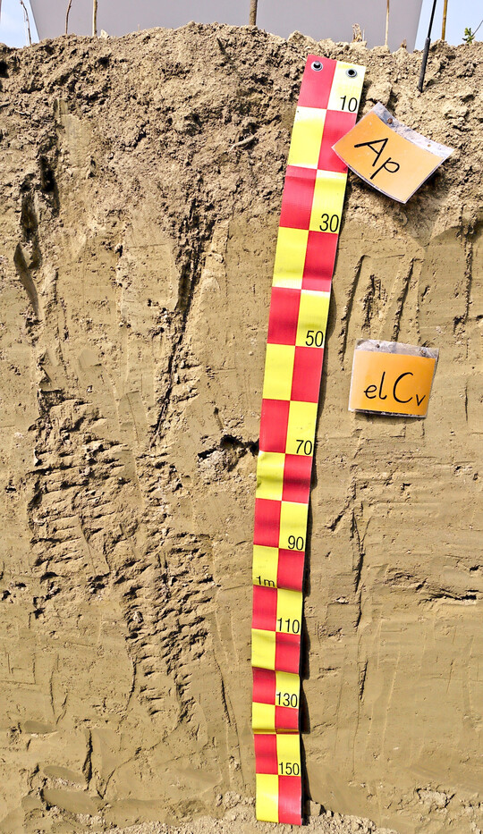 Ackerböden aus Löss zählen zu den fruchtbarsten Standorten weltweit.