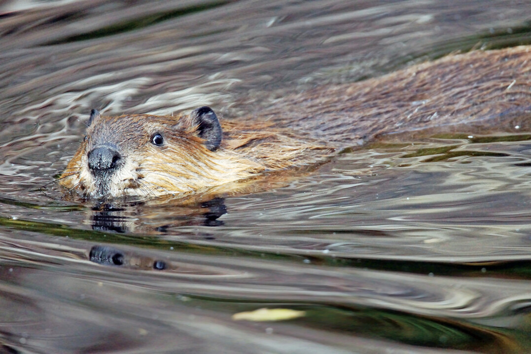 Biber schwimmend in einem Gew�sser.