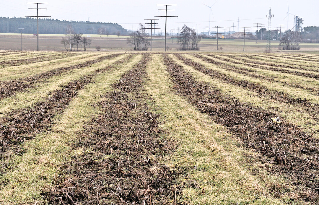 Ausfallgetreide gilt es vor der Aussaat von Sommergetreide frühzeitig und konsequent zu regulieren.