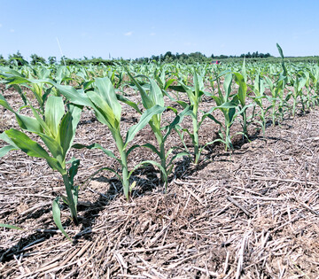 Die Fruchtfolgeplanung wird durch Erntereste auf unterschiedliche Art beeinflusst.