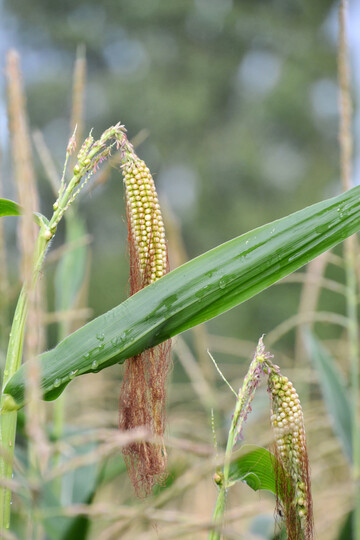 Dieses Jahr traten verst�rkt Zwitterkolben an der Fahne auf.