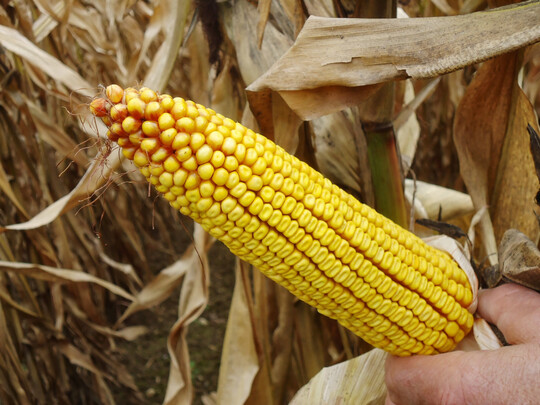 Niederschl�ge und moderate Temperaturen in der Maisbl�te, erm�glichen eine gute Befruchtung, so dass bis in die Kolbenspitze K�rner gebildet wurden.