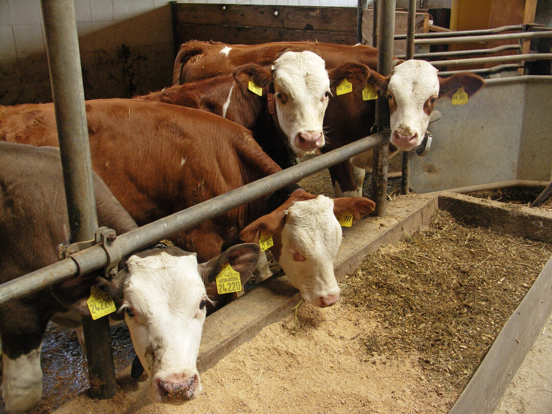 Die Zahl landwirtschaftlicher Tierhalter im Südwesten ist erneut gesunken. Das zeigen die aktuellen Zahlen des Statistischen Landesamtes.