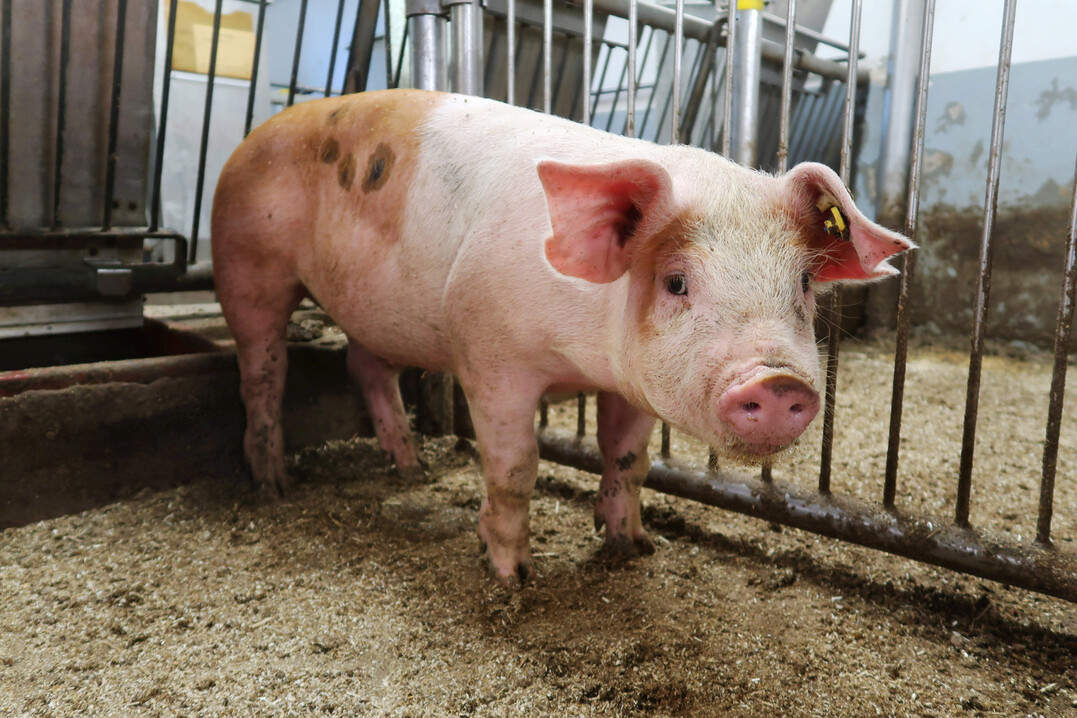 1 Die Rasse Duroc ist als Vaterrasse momentan stark gefragt.