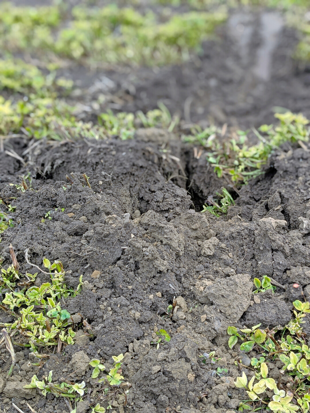Boden aus Direktsaatsystemen zeigt eine deutliche Kr�melstruktur. In der Schweiz in Zollikofen wird die Direktsaat deshalb seit 1994 mit Pfl�gen verglichen. Doch auch dort ist die Direktsaat trotz der unmittelbaren N�he des Versuchs zu landwirtschaftlichen Lehreinrichtungen im Lehrplan kaum vertreten.