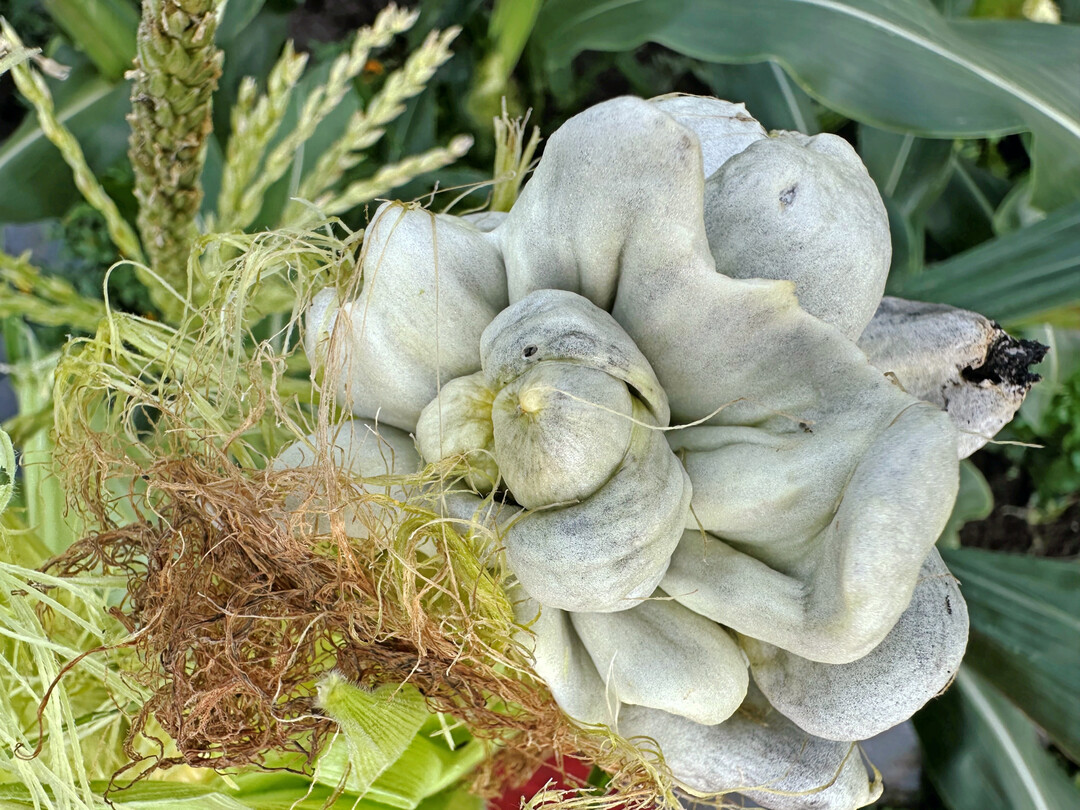 Maisbeulenbrand (Ustilago maydis) bei Zuckermais.