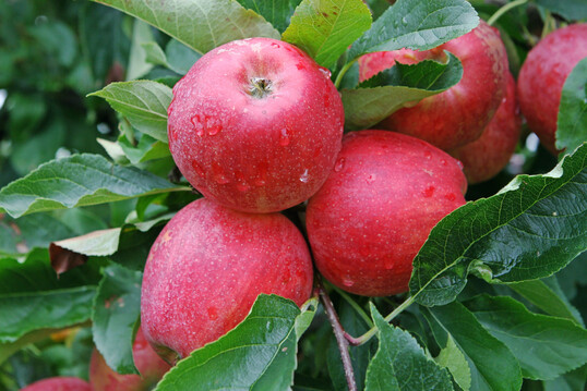 Der 11. Januar ist der Tag des deutschen Apfels, an dem mit unterschiedlichen Aktionen an verschiedenen Orten für die beliebte Frucht geworben wird.