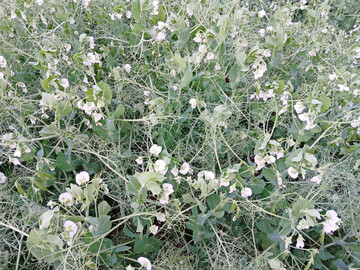 Der Durchschnittsertrag bei den K�rnererbsen lag mit 45 dt/ha auf sehr hohem Niveau.