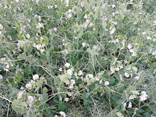 Der Durchschnittsertrag bei den K�rnererbsen lag mit 45 dt/ha auf sehr hohem Niveau.