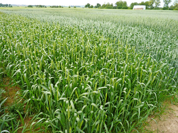 Das Hektolitergewicht lag 2025 mit 83 kg auf hohem Niveau.