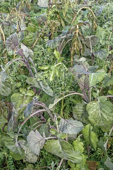 Die Kältetoleranz von Zwischenfrüchten ist sehr unterschiedlich ausgeprägt.