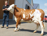 An der Spitze der Fleckvieh-Jungkühe rangierte eine sehr komplette Hutmann – Enkelin vom Betrieb Kemmler aus Kusterdingen – Wankheim mit exakt 30 kg Tagesgemelk. Sie wies trotz ihres jugendlichen Alters sehr viel Format auf und erlöste den Tageshöchstpreis.