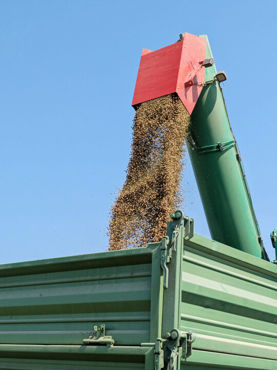K�rnerleguminosen liegen beim Ertrag im konventionellen und �kologischen Landbau dank Kn�llchenbakterien gleichauf.
