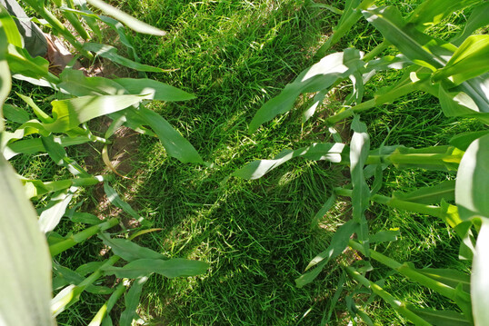 Der Ertrag von Silomais lag in den beiden �kologischen Varianten des DOK-Versuchs 12 % niedriger als im konventionellen Landbau. 