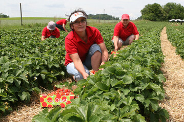 Gut zehn Tage spter als im Vorjahr erfolgte am Bodensee der Start in die Erdbeersaison. Die Frchte aus heimischem Anbau werden beim Verbraucher immer beliebter.