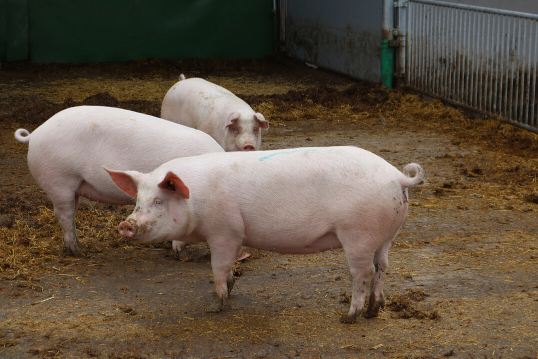 Die Preise am Schweinemarkt sinken. 