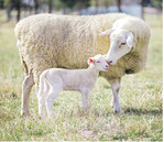 Jedes aufgezogene Lamm verbessert die Wirtschaftlichkeit.