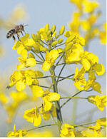 Die Aussichten für die Rapspreise haben sich grundlegend geändert. Der Ausblick für die kommenden Monate ist optimistisch.