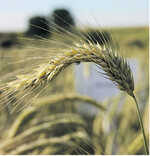 In der Fläche bundesweit die viertgrößte, in Baden-Württemberg die kleinste Getreidekultur: Für Roggen zeichnen sich gute Chancen ab.