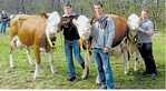 Die Kühe Marianne, Beere und Belli kehrten mit Siegerschleifen von der Bezirksrindviehschau in Gingen zurück.