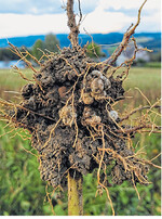 Voraussetzung für Knöllchen an den Wurzeln von Leguminosen in diesem Fall Soja ist die Symbiose mit Bodenbakterien.