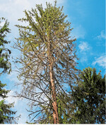 Vom Buchdrucker befallene Fichte. Spätestens beim Ausflug der Käfer können die Bäume in unmittelbarer Nachbarschaft ebenfalls befallen werden.