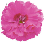 Die Federnelken-Sorten ‘Devon Wizard’.