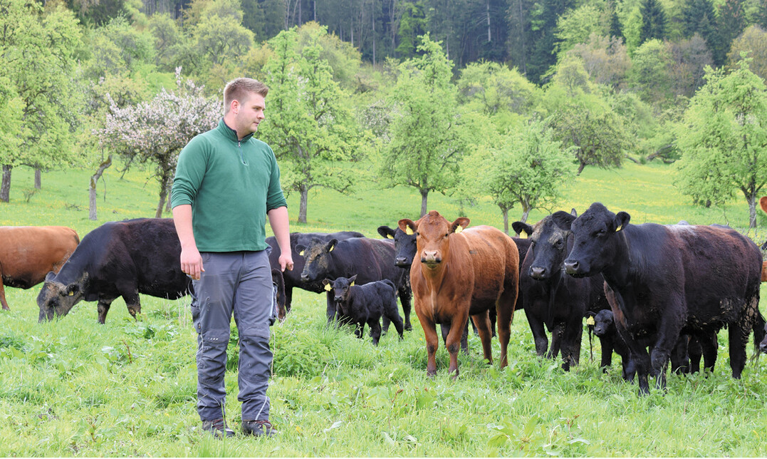 Auf ihrer Weide fühlen sich die Mutterkühe und Kälber von Landwirt Felician Schäfer aus dem Zollernalbkreis sichtlich wohl. Bisher hat die Herde zum Glück noch keine Erfahrungen mit dem Wolf gemacht.