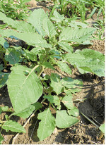 Achten Sie besonders in Sommerungen wie Rüben, Mais oder Körnerleguminosen auf eine möglichst gute Kontrolle des Amarants.