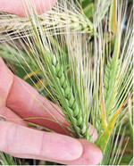 Meist ist der Einsatz von Wachstumsreglern in Gerste nicht nötig.