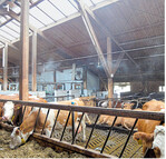 Beim Versprühen von Wasser in der Luft ist es wichtig, dass das Wasser komplett verdunstet. Ansonsten werden die Liegeboxen befeuchtet, was die Stallhygiene negativ beeinflussen dürfte.