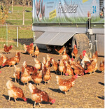 Bei Geflügel in Mobilställen auf Tierhygiene und Biosicherheit achten.