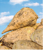 Die trockenheitsbedingt schlechte Rübenernte 2018 drückte die Zuckererzeugung bei Südzucker um ein Fünftel.