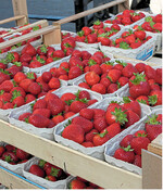 Das Marktumfeld für Erdbeeren stimmt bislang zuversichtlich, doch die Ernte ist wegen der einzuhaltenden Corona-Auflagen kostspieliger.