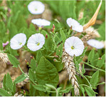 Die Ackerwinde ist ein nur schwer zu kontrollierendes Unkraut.