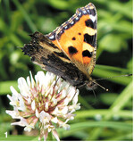 Unter den Leguminosen kommt der vielnutzungsverträgliche Weißklee im Grünland am häufigsten vor.