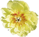 Garden Treasure ist eine amerikanische Züchtung und blüht in einem warmen Goldgelb.