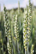 Wenn die ersten Staubbeutel in der Ährenmitte auftauchen, ist der optimale Behandlungstermin gegen Fusarium.