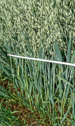 Unter Umständen kann der Einsatz eines Wachstumsreglers in Hafer sinnvoll sein.