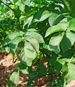 Das noch heile Kraut kann ab Woche 21 regional von Krautfäule befallen werden.