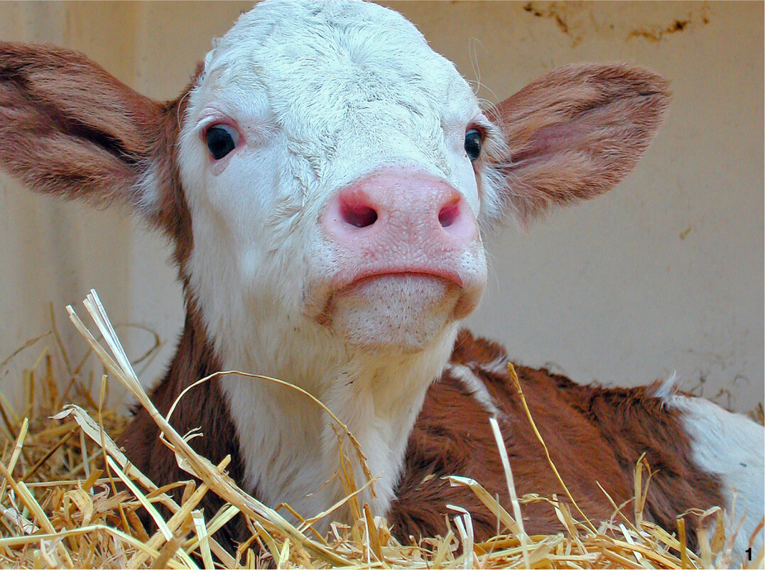 Bis sich die eigene Immunabwehr ber die Biestmilch aufgebaut hat, sind neugeborene Klber unterschiedlichen Krankheitserregern schutzlos ausgeliefert.