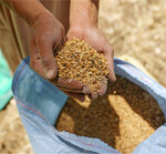 Weizenernte im Mai in Ägypten: Mangels genügend Eigenproduktion ist das nordafrikanische Land Stammgast auf dem Weltmarkt.